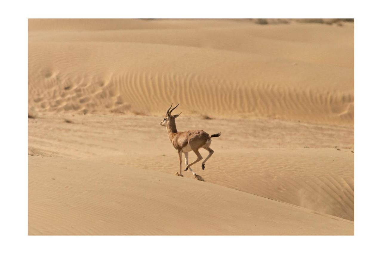 Manvar Resort & Desert Camp Dechu Buitenkant foto